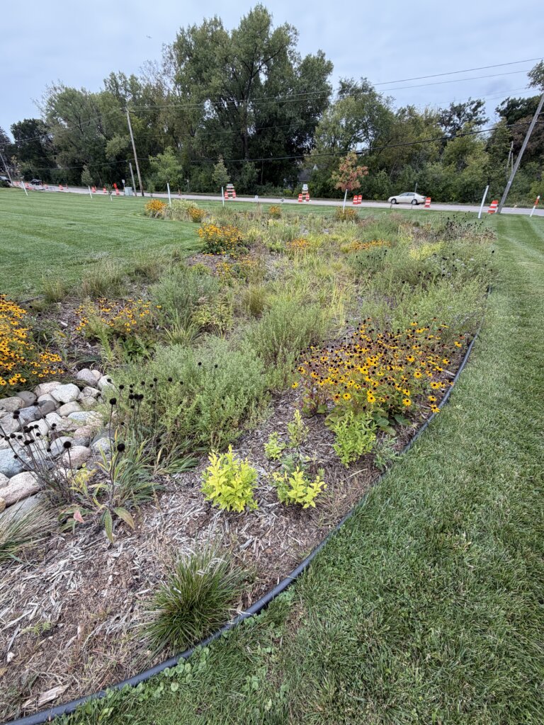 A rain garden basin in the middle of turf grass field, filled with native plants such as Black Eyed Susan. Car and road in background.
