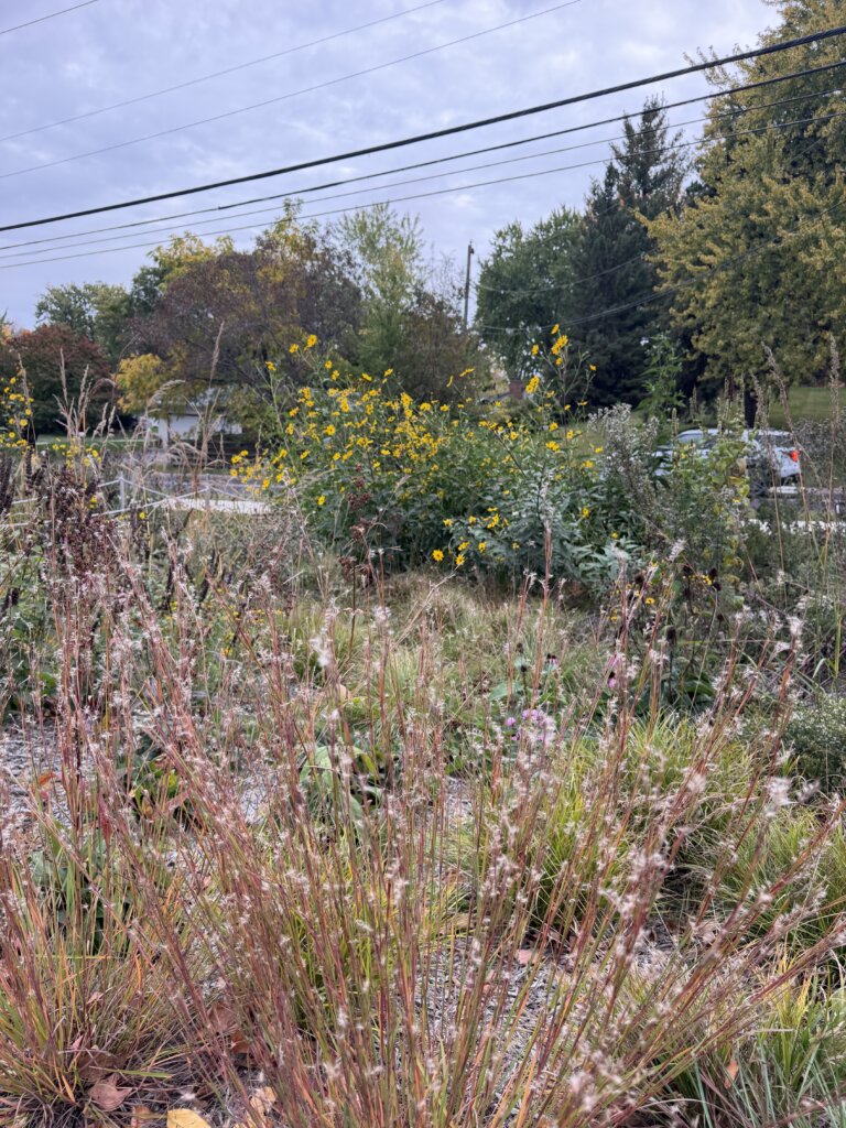A native plant called Little Bluestem with a background of other native plants and yellow wildflowers.