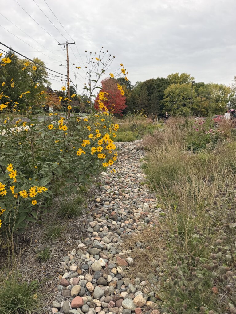 A rain garden basin next to a road and sidewalk that's filled with native plant grasses and wildflowers, a rock overflow area in the middle of the rain garden.