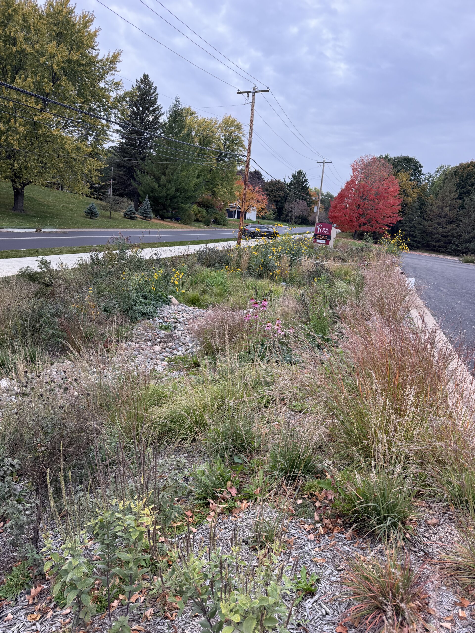 A rain garden basin next to a road and sidewalk filled with native plant grasses and wildflowers, a church sign in the background.