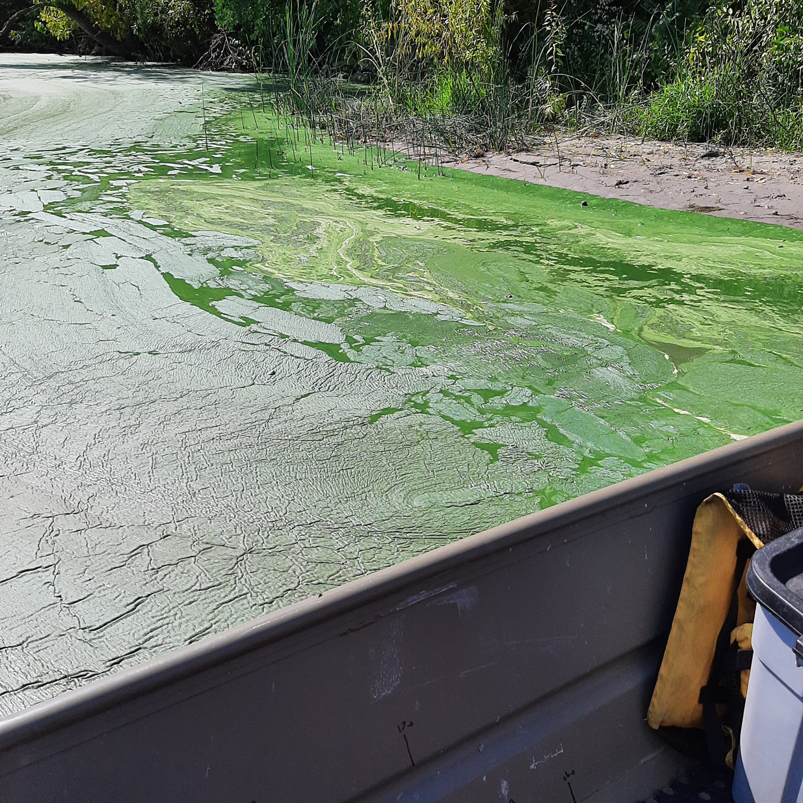 Centerville Lake Alum Treatment to Begin This Week! Rice Creek