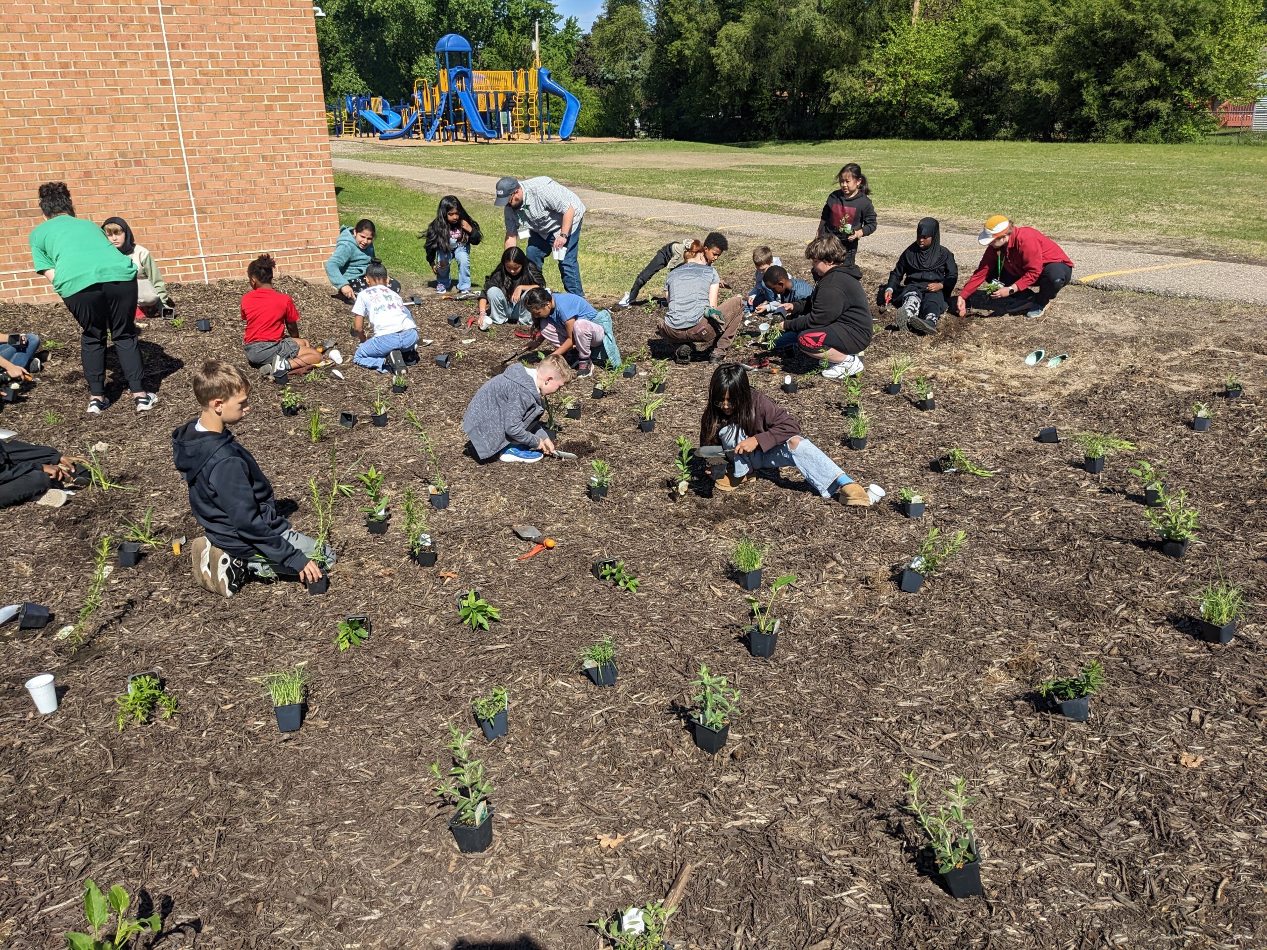 a group of students planting native plants into a rain garden outside their brick school building 