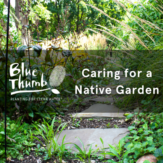 Background of a native plant garden with a title over layed on it with a Blue Thumb logo and with a title of Caring for a Native Garden